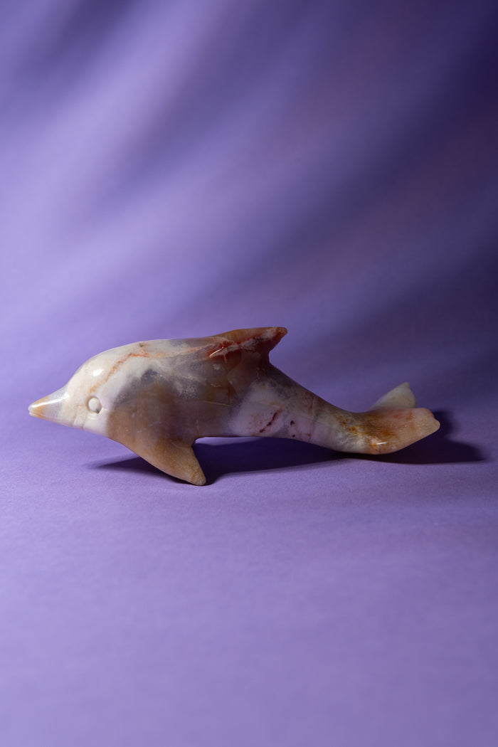 Ocean Jasper Dolphin