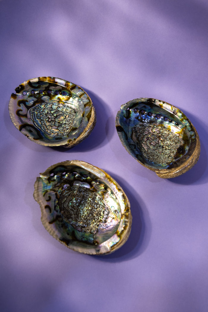 Abalone Shells