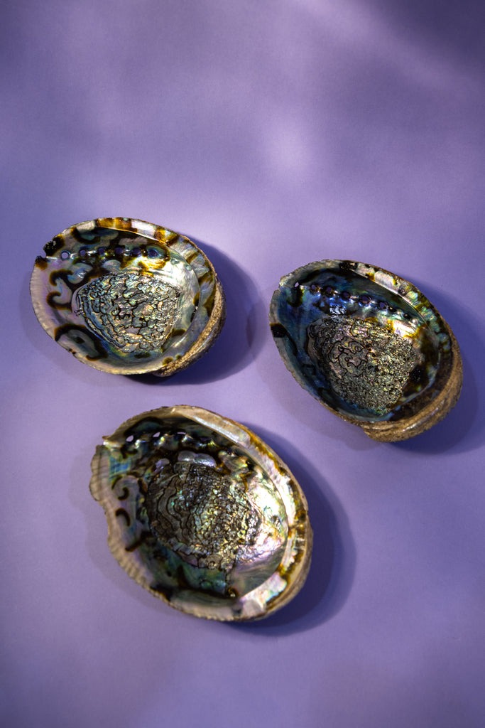 Abalone Shells