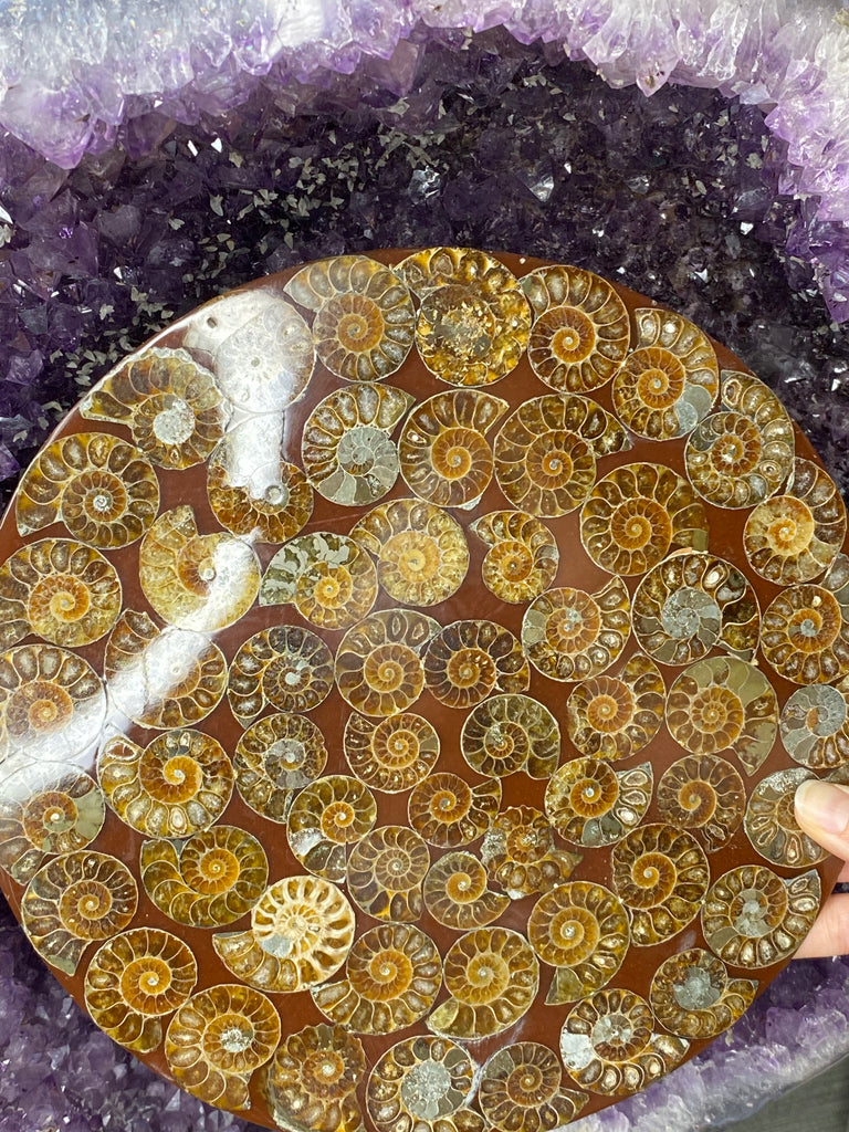 Ammonite Resin Plate