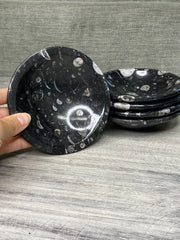 Small Orthoceras Fossil Bowl